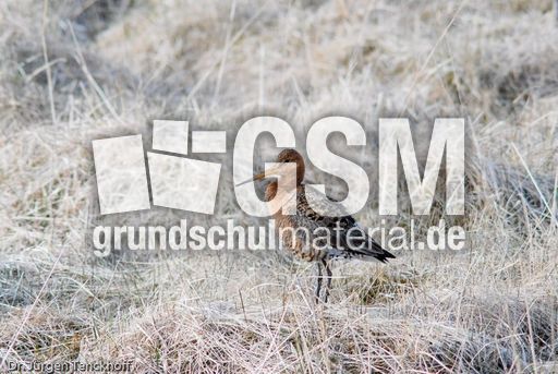 Uferschnepfe (3 von 6).jpg